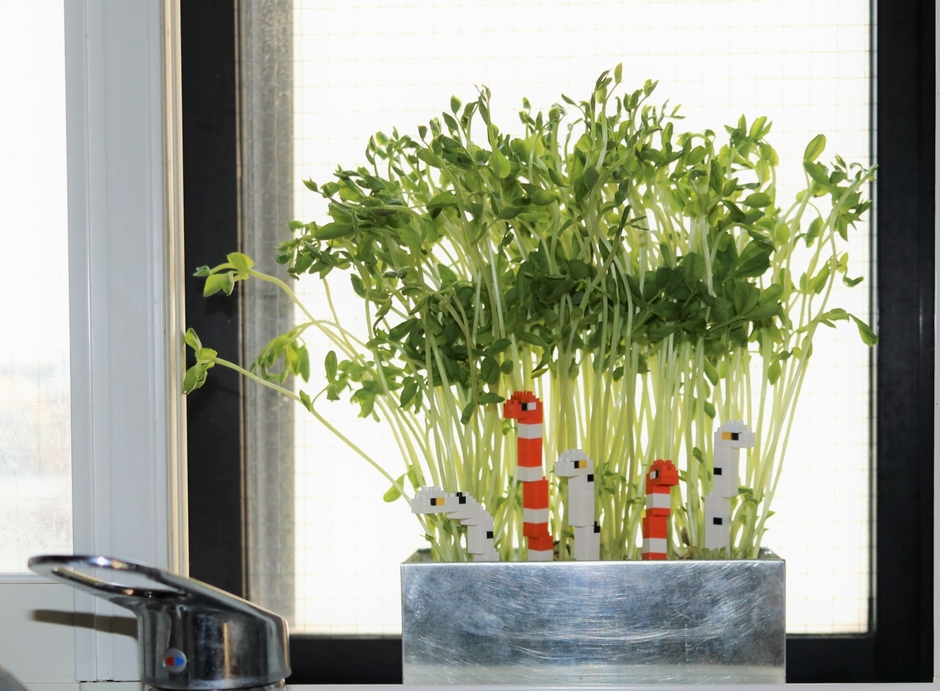 【Photo 準グランプリ】窓辺で育てておるのよ~