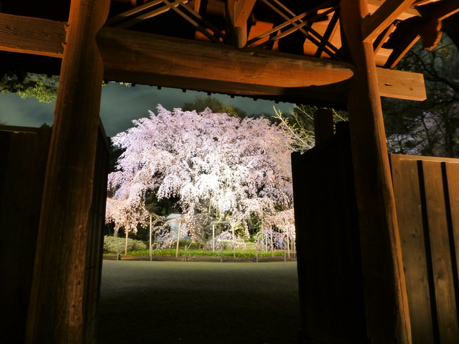 内庭大門としだれ桜のライトアップ