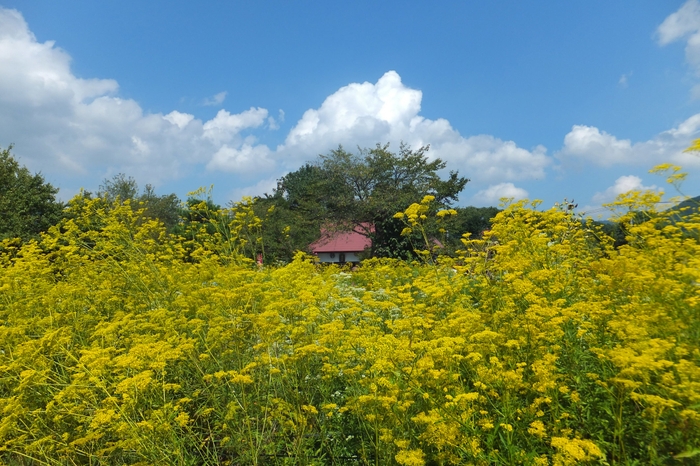 長瀞七草寺 イメージ