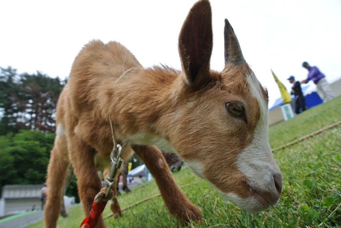 かわいい動物たち