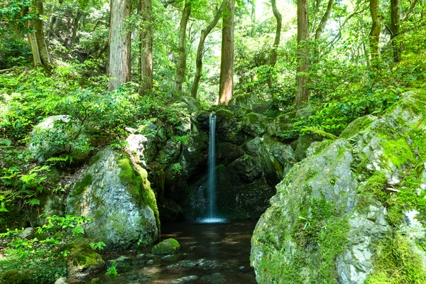 青もみじが美しい世界文化遺産　総本山醍醐寺のクールスポット　 フレンチの朝食と庭園の早朝拝観やクールなイベントを開催