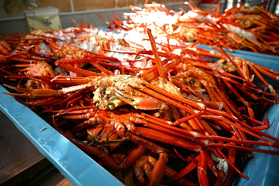 大ぶりな個体が多い魚津産紅ズワイガニ