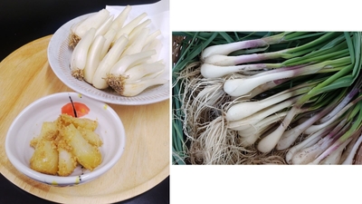 (左)鳥取県産根付らっきょうの胡麻和え ※定食小鉢にて提供(右)鳥取県産根付らっきょう