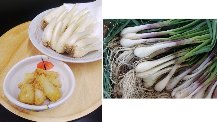 (左)鳥取県産根付らっきょうの胡麻和え ※定食小鉢にて提供(右)鳥取県産根付らっきょう
