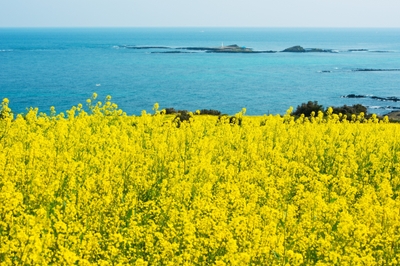 菜の花
