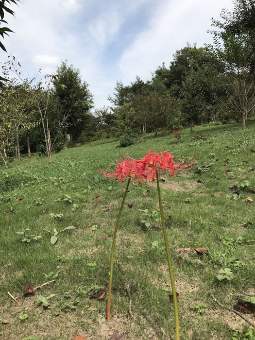 秋　寄り添う彼岸花