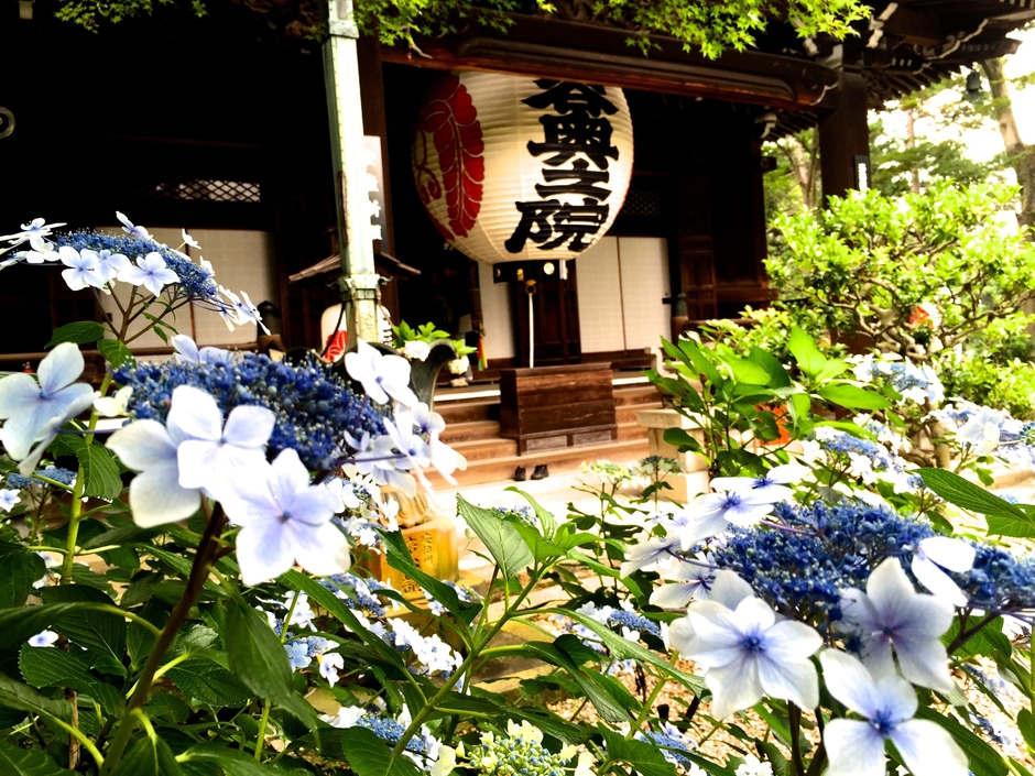 柳谷観音のあじさい風景　奥の院