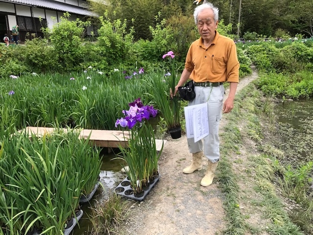 選抜花菖蒲