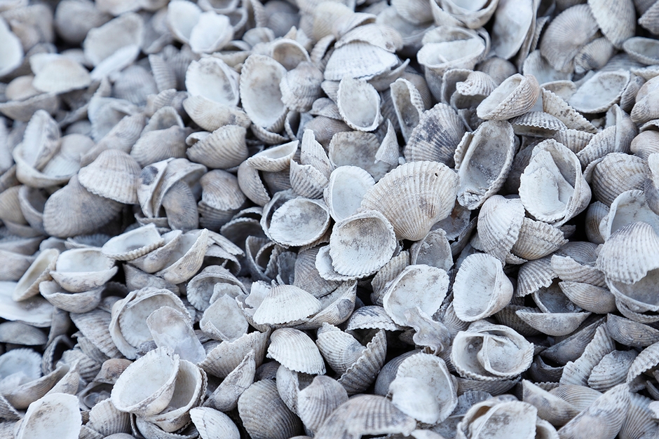 有明海で水揚げされたサルボウ貝(赤貝)の殻
