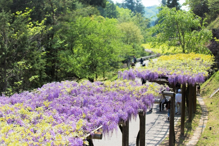 ふじの回廊