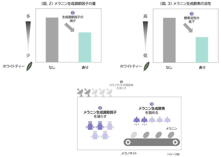 (図.2)メラニン生成調節因子の量／(図.3)メラニン生成酵素の活性