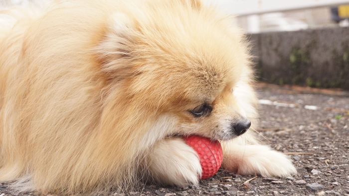 子犬の甘噛みに気づいた時から、しつけは必要です。しかし、犬は物を噛んでストレス発散をしたり、遊んだりするため、噛まないようにするしつけをするのではなく、「噛んで良いものと悪いものの区別を教える」ためにしつけをします。