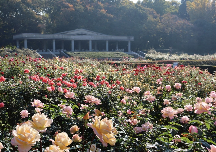 秋のばら園（令和５年撮影）