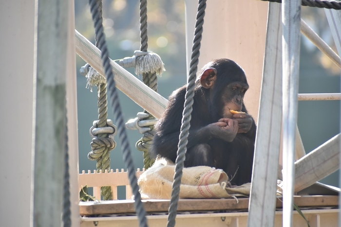 麻袋を使用する動物の様子(3)(画像提供：東山動植物園)