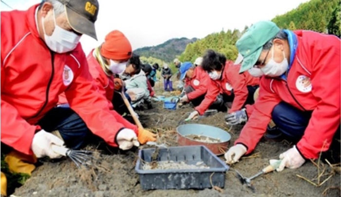 姫路市莇野地区でのチョロギ栽培の様子