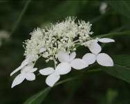 アマギアマチャ〈アジサイ科〉