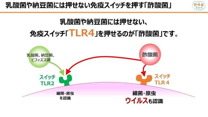 酢酸菌は他の発酵菌には押せない、2つの免疫スイッチを押せる