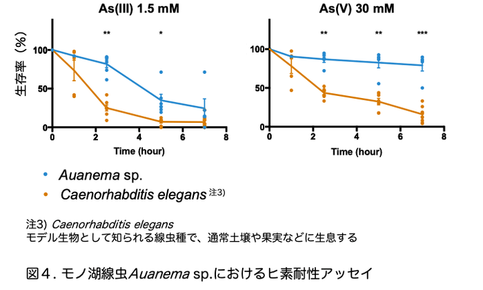 図4(極限環境の湖からヒトの500倍のヒ素耐性を持つ線虫を発見)