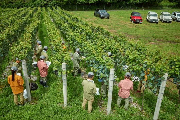 ORI WINE PROJECT 2022 楽しみなぶどうの収穫