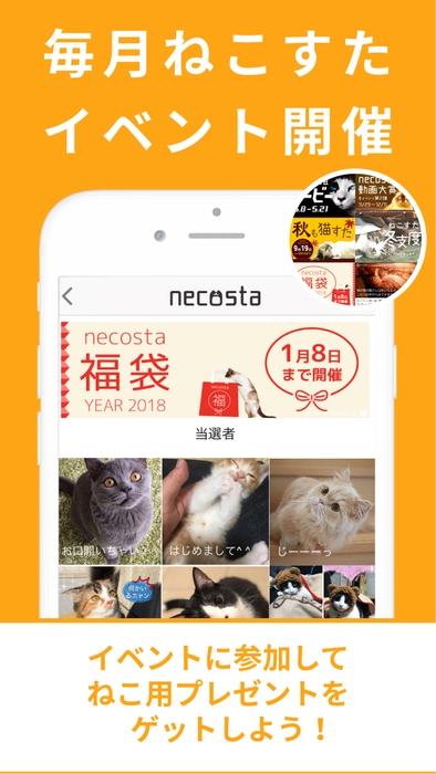 ねこすた4