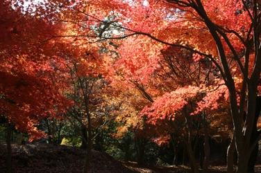 紅葉シーズン到来！静岡・伊東市の「一碧湖」＆「丸山公園」で 11月下旬～12月上旬に紅葉が見頃