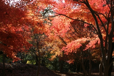 一碧湖紅葉1
