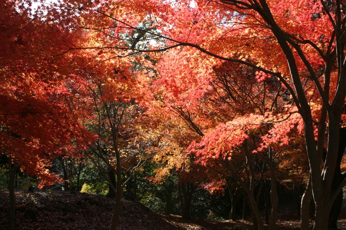 一碧湖紅葉1