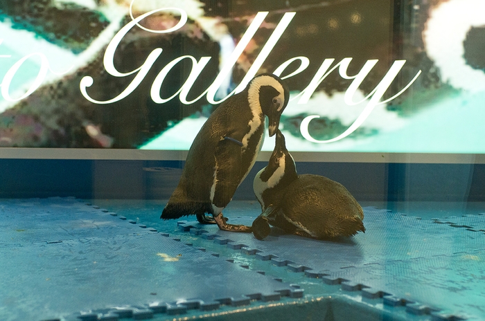 店内のペンギン