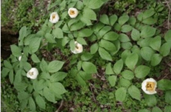 ケヤマシャクヤク（ボタン科）〈長 野県絶滅危惧Ⅱ類（ＶＵ）