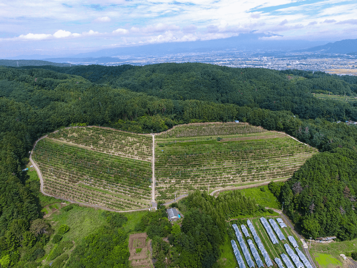標高700m 山の南斜面を利用したりんご園