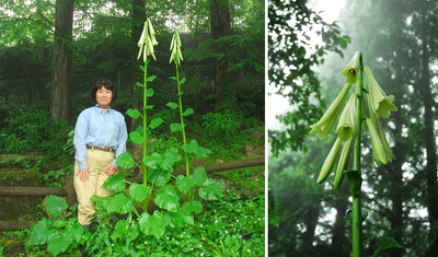 【六甲高山植物園】開園87年で初開花！ 巨大なヒマラヤウバユリが咲きました！