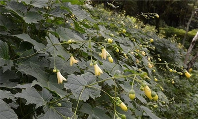 六甲高山植物園　日本一の栽培株数　約3,000株のキレンゲショウマが咲き始めました！