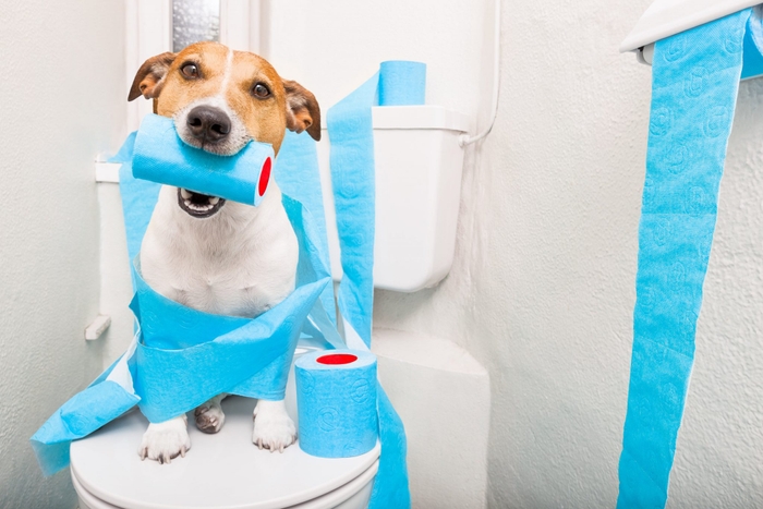 犬は、ストレスや食事が原因で下痢をすることもあります。成犬の場合、下痢の原因がわかっていて、病気でないとわかっている場合は様子を見ていても心配はないのですが、その後の対処が必要となります。