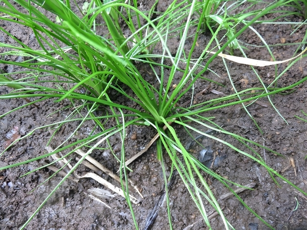 絶滅危惧種のミズニラ