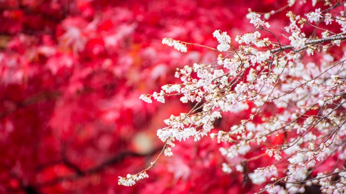 桜の季節