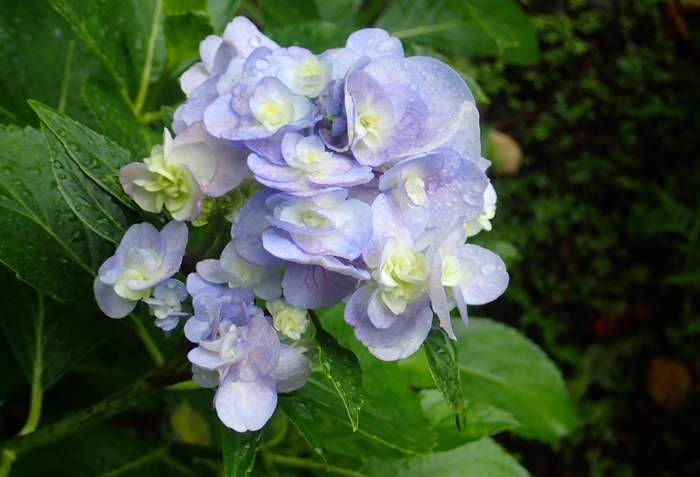 ガクアジサイ‘石化八重’