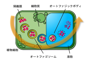 『植物は自身を分解することで体内の金属バランスを保つ』