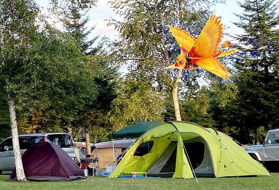 キャンプでGo Go Bird