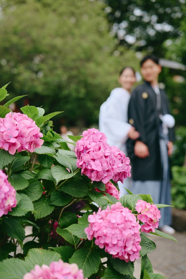この時期ならではの紫陽花と共に和装前撮りを楽しまれるカップル様