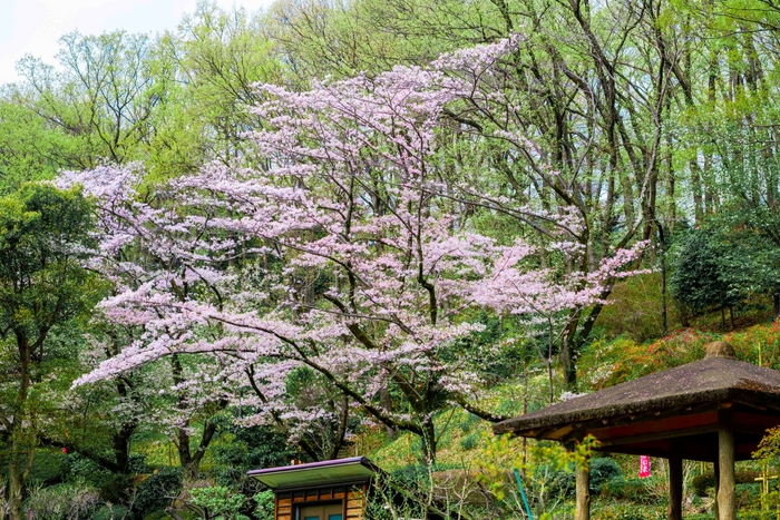 薬師池公園