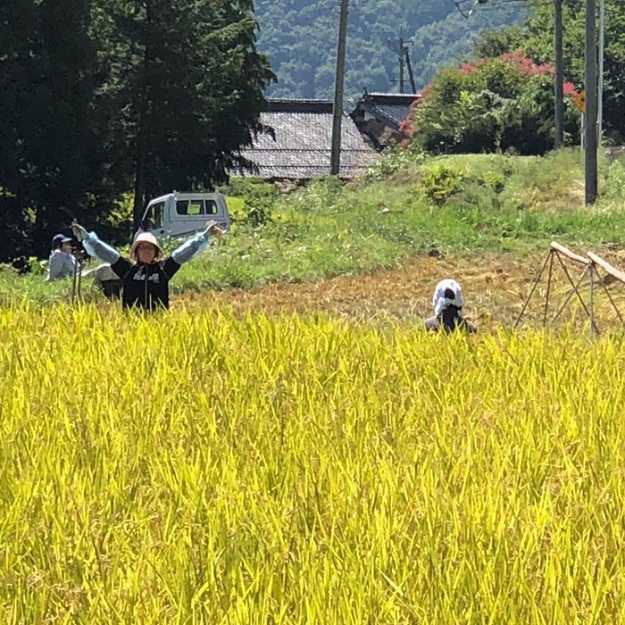 稲刈り頑張るぞ!2020