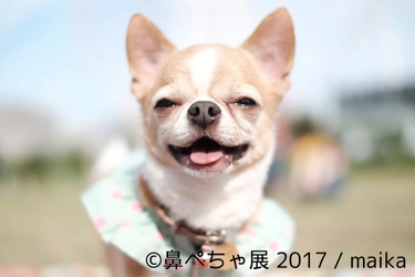 “鼻ぺちゃ”で“ぶさかわ”なインスタ有名犬が集合！ 来場者数1.5万人突破の写真展を10/20～11/12 浅草橋で開催