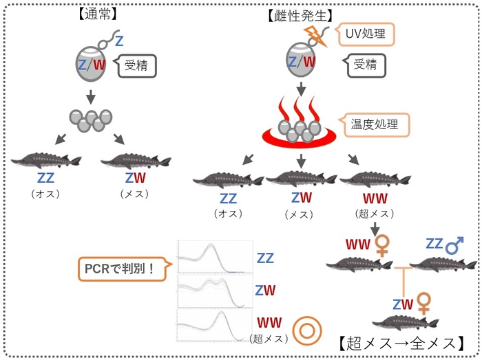 図2：全メス生産までの道のり。チョウザメは通常の交配によりオス（ZZ）とメス（ZW）が生まれ、雌性発生を行うとそれらに加えて超メス（WW）も生まれます。超メス（WW）とオス（ZZ）が交配すると、その子は全てがメスになります。近大独自のPCR検査法（図中央下の波形）により、このWWを判別することが可能になりました。