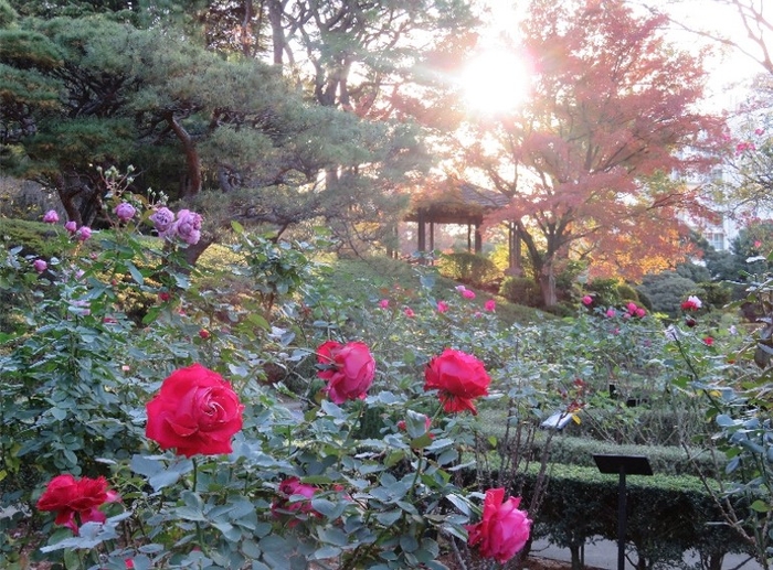 バラと紅葉（過去の様子）