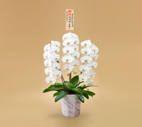 日比谷花壇オリジナルの大理石調デザイン 資源として再利用可能な紙製の鉢 「e-pot(エポット)」入りの 3本立ち胡蝶蘭の注文受付を2月16日(水)から開始 〜売り上げの一部を日本自然保護協会に寄付〜