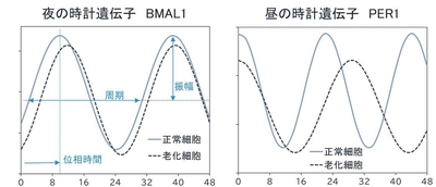 夜の時計遺伝子BMAL1/昼の時計遺伝子PER1