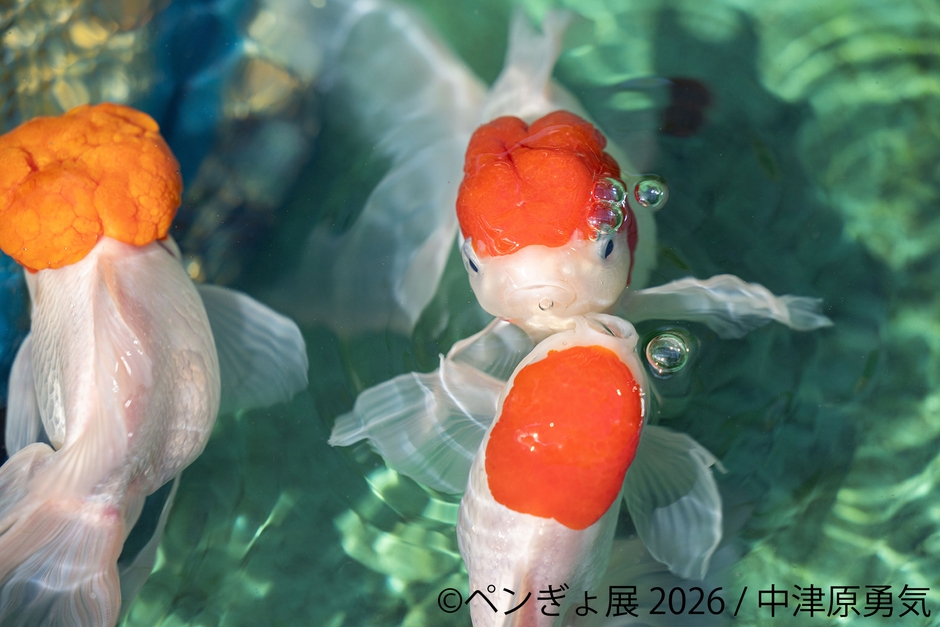 展示作品：中津原勇気 (3)