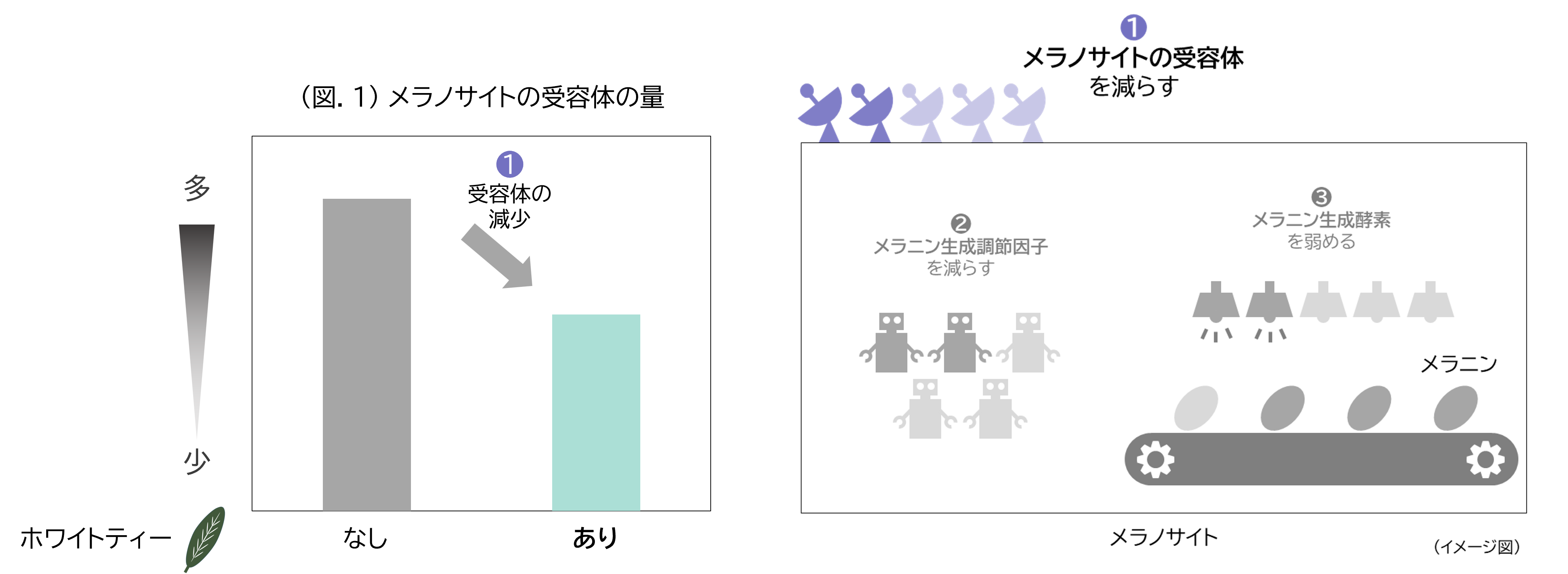 (図.1)メラノサイトの受容体の量