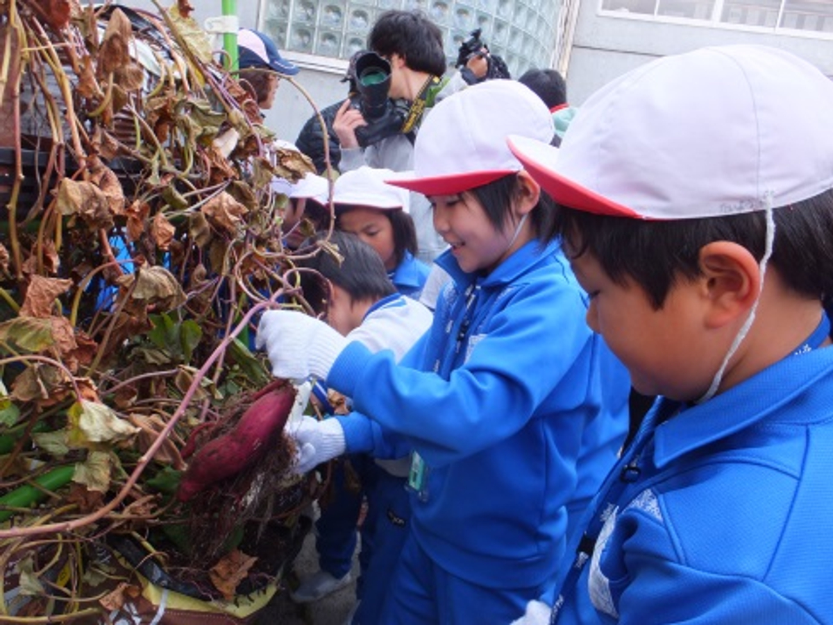 11 4 水 8 日 サツマイモ空中栽培の収穫実習と実験授業開催 オール近大 川俣町復興支援プロジェクト 福島県川俣町にて Newscast