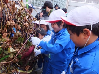 11/4（水）、8（日）サツマイモ空中栽培の収穫実習と実験授業開催　　“オール近大”川俣町復興支援プロジェクト　福島県川俣町にて